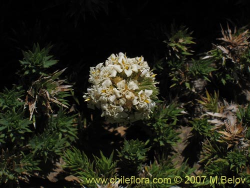 Imágen de Nassauvia sp. #1714 (). Haga un clic para aumentar parte de imágen.