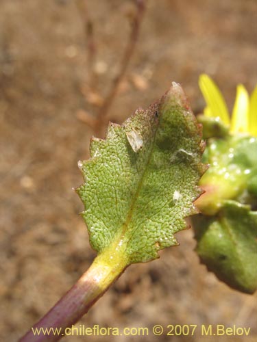 Imágen de Haplopappus sp. #1302 (). Haga un clic para aumentar parte de imágen.