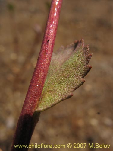 Imágen de Haplopappus sp. #1302 (). Haga un clic para aumentar parte de imágen.