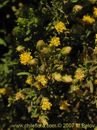 Imágen de Asteraceae sp. #3175 (). Haga un clic para aumentar parte de imágen.