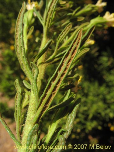 Imágen de Asteraceae sp. #3175 (). Haga un clic para aumentar parte de imágen.