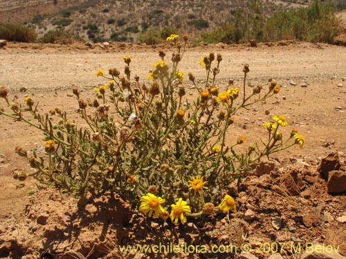 Imágen de Senecio murinus (). Haga un clic para aumentar parte de imágen.