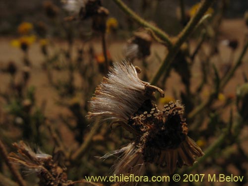 Imágen de Senecio murinus (). Haga un clic para aumentar parte de imágen.