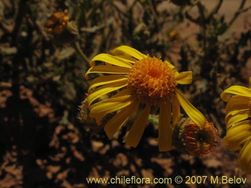 Imágen de Senecio murinus (). Haga un clic para aumentar parte de imágen.