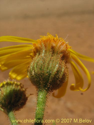 Imágen de Senecio murinus (). Haga un clic para aumentar parte de imágen.