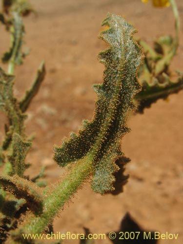 Imágen de Senecio murinus (). Haga un clic para aumentar parte de imágen.