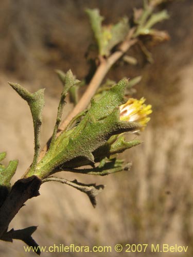 Imágen de Asteraceae sp. #3139 (). Haga un clic para aumentar parte de imágen.