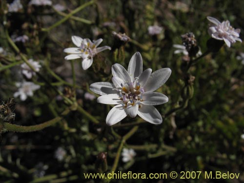 Imágen de Leucheria  sp. #6118 (). Haga un clic para aumentar parte de imágen.