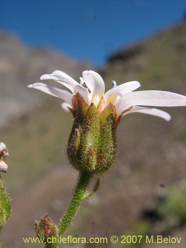 Imágen de Leucheria  sp. #6118 (). Haga un clic para aumentar parte de imágen.