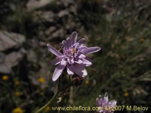 Imágen de Leucheria  sp. #6118 (). Haga un clic para aumentar parte de imágen.