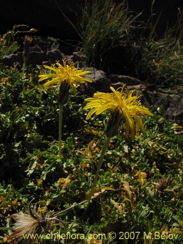 Imágen de Hypochoeris tenuifolia var. clarionoides (). Haga un clic para aumentar parte de imágen.