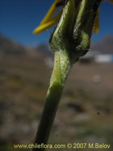 Imágen de Hypochoeris tenuifolia var. clarionoides (). Haga un clic para aumentar parte de imágen.