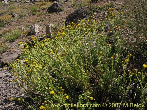 Imágen de Senecio sp. #1741 (). Haga un clic para aumentar parte de imágen.