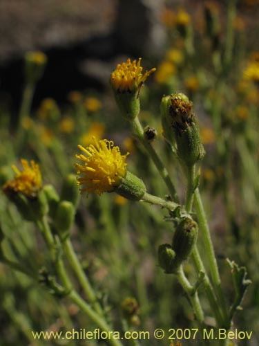 Bild von Senecio sp. #1741 (). Klicken Sie, um den Ausschnitt zu vergrössern.