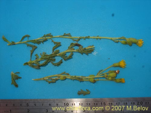 Image of Senecio sp. #1741 (). Click to enlarge parts of image.