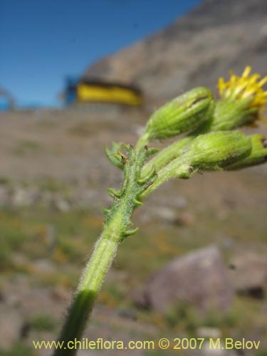 Imágen de Senecio sp. #1741 (). Haga un clic para aumentar parte de imágen.