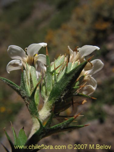 Image of Nassauvia looseri (). Click to enlarge parts of image.