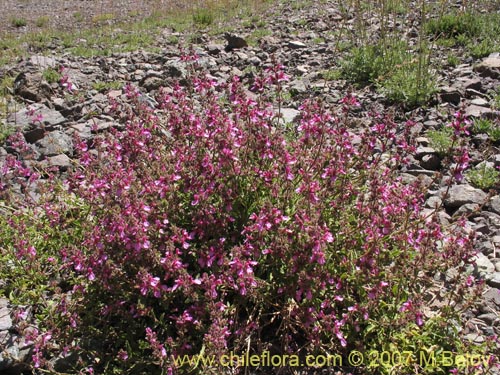 Image of Stachys philippiana (). Click to enlarge parts of image.