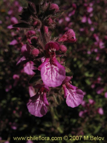 Bild von Stachys philippiana (). Klicken Sie, um den Ausschnitt zu vergrössern.