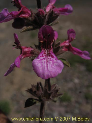 Stachys philippiana的照片