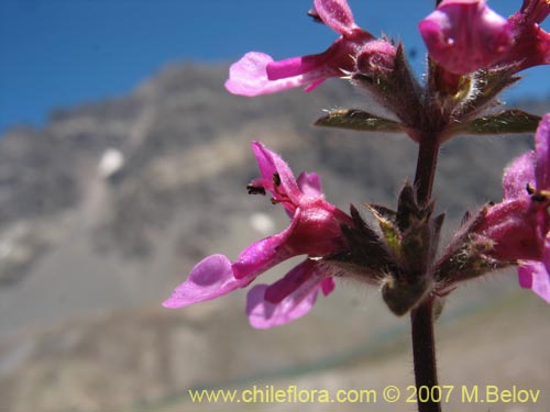 Bild von Stachys philippiana (). Klicken Sie, um den Ausschnitt zu vergrössern.