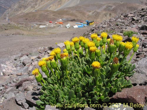 Imágen de Senecio sp. #1740 (). Haga un clic para aumentar parte de imágen.