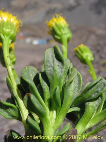 Senecio sp. #1740の写真