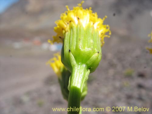 Senecio sp. #1740の写真