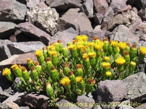 Imágen de Senecio sp. #1740 (). Haga un clic para aumentar parte de imágen.