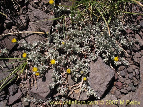 Imágen de Senecio looseri (). Haga un clic para aumentar parte de imágen.