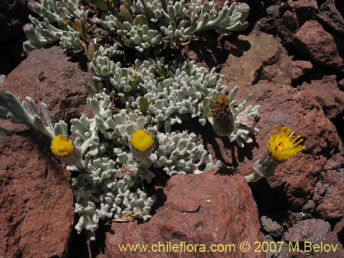 Imágen de Senecio looseri (). Haga un clic para aumentar parte de imágen.