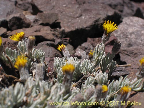 Imágen de Senecio looseri (). Haga un clic para aumentar parte de imágen.