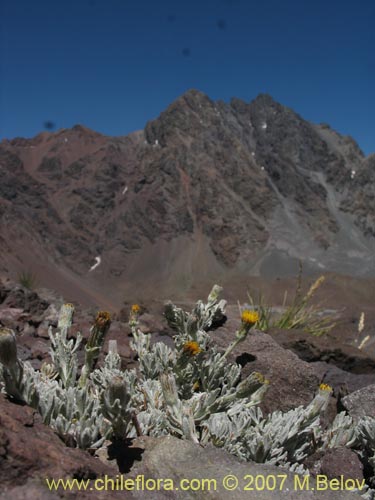 Imágen de Senecio looseri (). Haga un clic para aumentar parte de imágen.