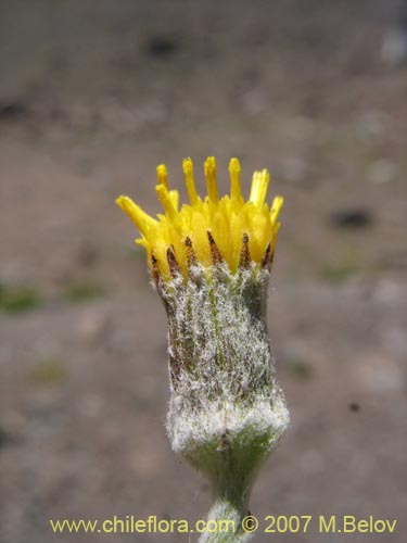 Imágen de Senecio looseri (). Haga un clic para aumentar parte de imágen.