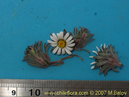 Chaetanthera sp. #02503的照片