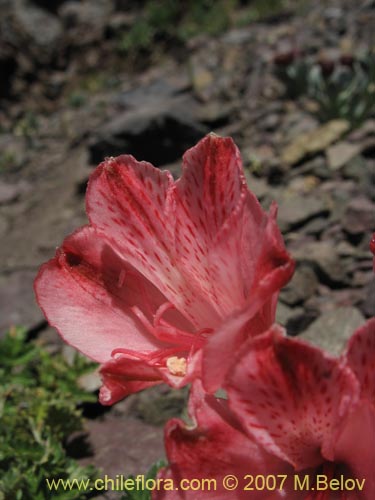 Image of Alstroemeria spathulata (). Click to enlarge parts of image.