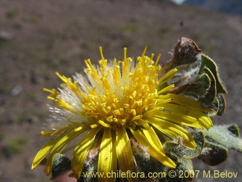 Chaetanthera spathulifolia的照片