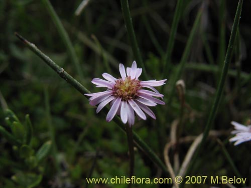 Imágen de Asteraceae sp. #Z 6407 (). Haga un clic para aumentar parte de imágen.