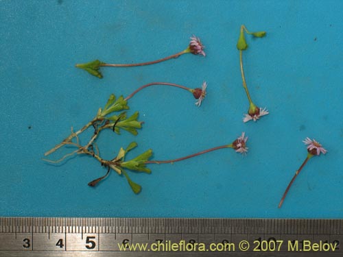 Asteraceae sp. #Z 6407的照片