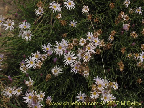 Aster sp. #3092的照片