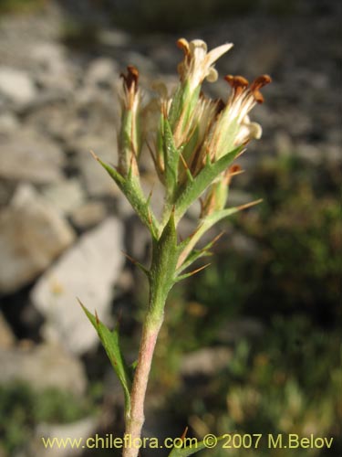 Imágen de Nassauvia aculeata (Hierba de la culebra). Haga un clic para aumentar parte de imágen.