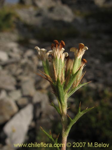 Imágen de Nassauvia aculeata (Hierba de la culebra). Haga un clic para aumentar parte de imágen.