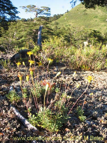 Imágen de Haplopappus sp. #1712 (). Haga un clic para aumentar parte de imágen.