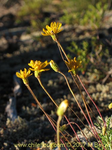 Imágen de Haplopappus sp. #1712 (). Haga un clic para aumentar parte de imágen.