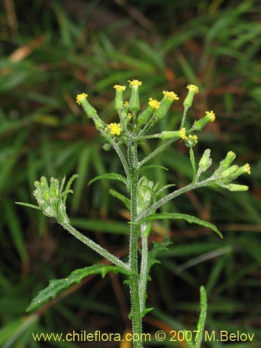 Senecio sp.  #1771的照片