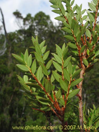 Image of Tepualia stipularis (Tepú / Tepu). Click to enlarge parts of image.