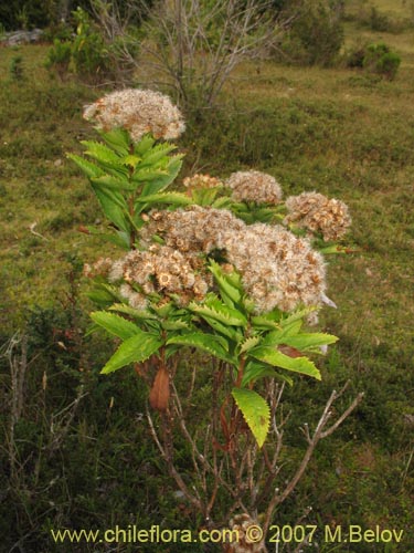 Фотография Baccharis sphaerocephala (Radín / Rarí). Щелкните, чтобы увеличить вырез.