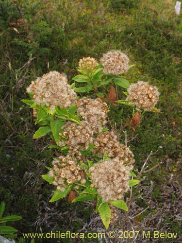 Image of Baccharis sphaerocephala (Radín / Rarí). Click to enlarge parts of image.