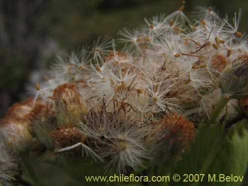 Bild von Baccharis sphaerocephala (Radín / Rarí). Klicken Sie, um den Ausschnitt zu vergrössern.