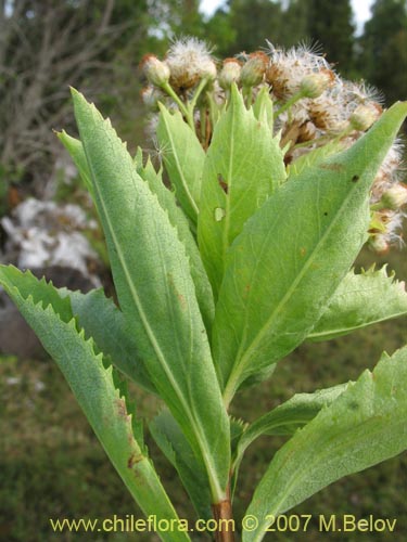 Image of Baccharis sphaerocephala (Radín / Rarí). Click to enlarge parts of image.